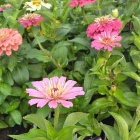 Zinnia 'Dreamland Mix' 606 - (Zinnia elegans) item