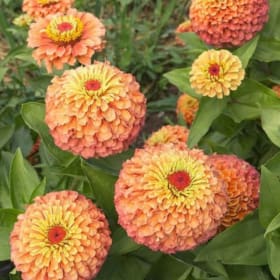 Zinnia QUEENY 'Lime Orange' 606 - (Zinnia) item
