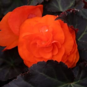 Begonia, Tuberous NONSTOP® 'Mocca Bright Orange' 3.5" - (Beg item