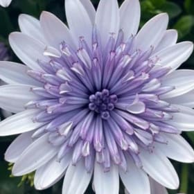 Osteospermum 4D™ BLUE ICE 3.5" - (Osteospermum 'Kleoe23764') item