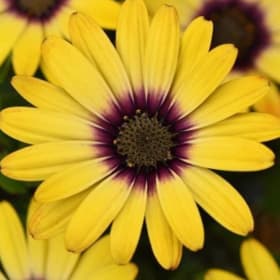 Osteospermum ZION™ MORNING SUN 3.5" - (Osteospermum ecklonis item