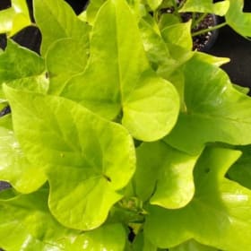 Sweet Potato Vine 'Marguerite' 3.5" - (Ipomoea batatas) item