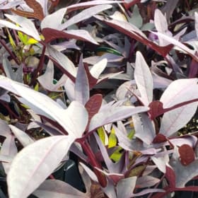 Sweet Potato Vine 'Blackie' 3.5" - (Ipomoea batatas) item