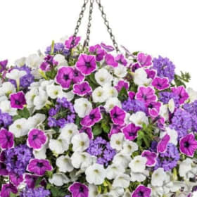 Moonlit Lavender 12" HB Pulp - (Combination Planter) item