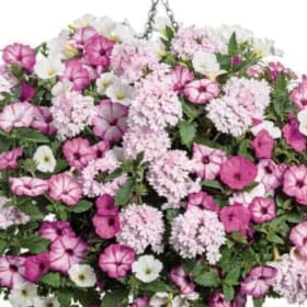 Pink Parrot 12" HB Pulp - (Combination Planter) item