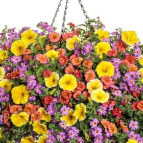 Saffron Sunrise 12" HB Pulp - (Combination Planter) item