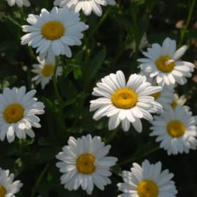 Leucanthemum x superbum 'Becky' 3.5" - (Shasta Daisy) item