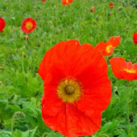 Papaver nudicaule 'Champagne Bubbles Scarlet' 3.5" - (Icelan item