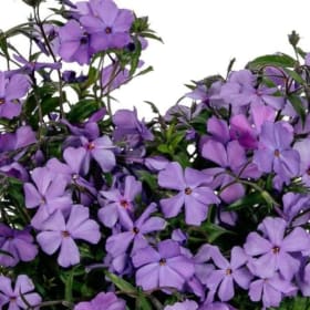 Phlox WOODLANDER 'Purple' 3.5" - (Creeping Phlox) item