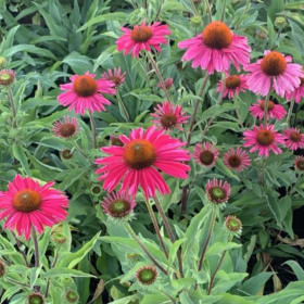 Echinacea KISMET® 'TNechkr' RASPBERRY PP28768 Quart - (Conef item