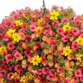 Tiger's Blood 12" HB Pulp - (Combination Planter) item