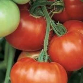 Tomato, Beefsteak 'Super Fantastic' 3.5" - (Solanum lycopers item