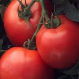Tomato, Slicing 'Early Girl' 3.5" - (Solanum lycopersicum) item