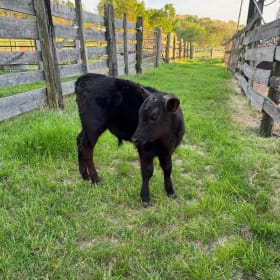 Certified Black Angus Beef Cow item