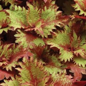 Coleus Flat item