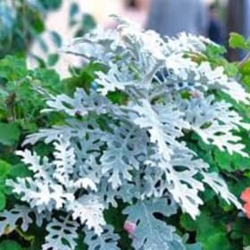 Dusty Miller Flat item