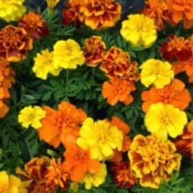 Dwarf Marigold Flat item