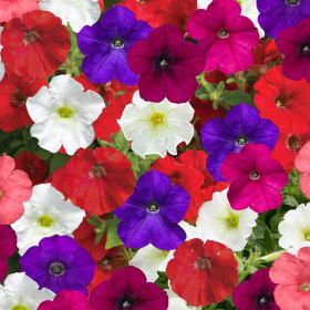 Petunia Flat item