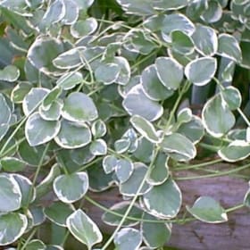 Vinca Vine Small Pot item