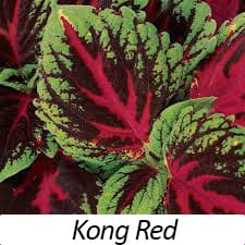 Coleus - 4 pack item