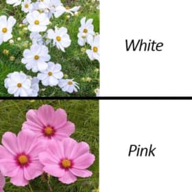 Cosmos Flat item