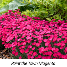 Dianthus - 1 gallon item