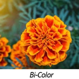 Marigold - Dwarfs Flat item