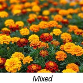 Marigold - Dwarfs Flat item