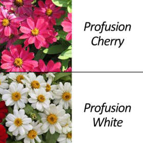 Zinnia 6 Packs item