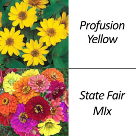 Zinnia 6 Packs item