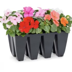 Standard Tray of Regular Impatiens item