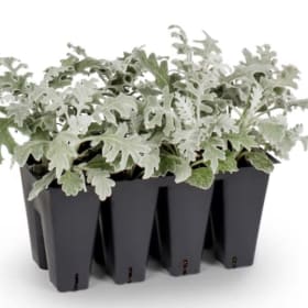 Standard Tray of Dusty Miller item