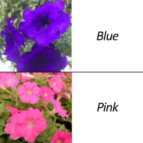 Easy Wave Petunia 6 Pack item