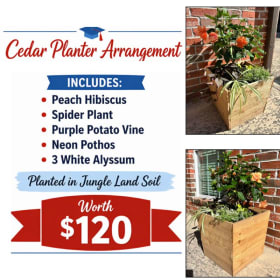 Cedar Planter Arrangement item