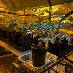 Pair of Tomato Plants item