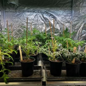 Pair of Tomato Plants item