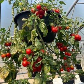 Hanging Tomato Basket item