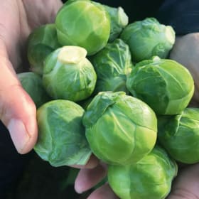 Brussels Sprout - Silvia item
