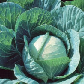 Cabbage - Farao item