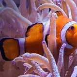 #10 🐠 SEA LIFE Aquarium Passes (4) – $120 Value item