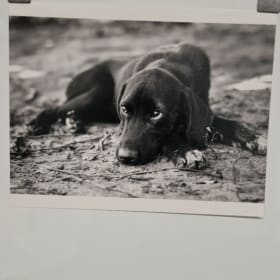 Pup item