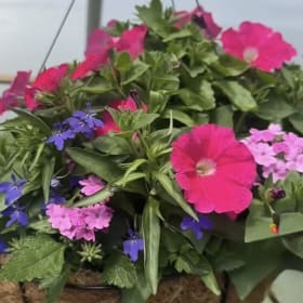 14 inch Hanging Baskets: Multi-liner item