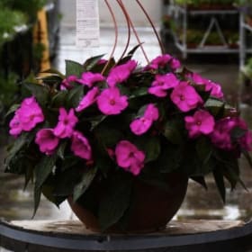 14 inch Hanging Baskets: New Guinea Impatiens item