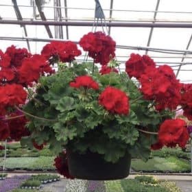 14 inch Hanging Baskets: Geraniums item
