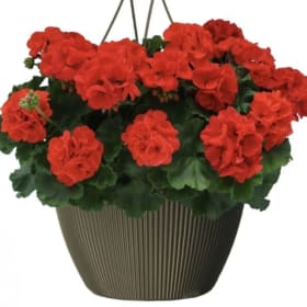 10 inch Hanging Basket: Geraniums item