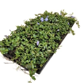 Premium Tray of Vinca Vine item