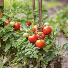 Veggie Flats: Tomato item