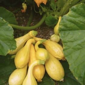 Veggie Flats: Yellow Squash item