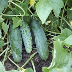 Veggie Flats: Cucumber item