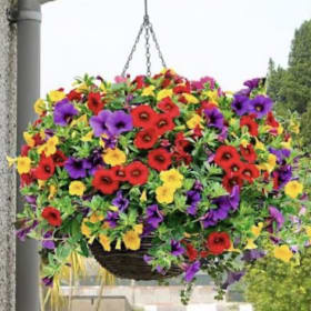 14 inch Hanging Baskets: Million Bells item